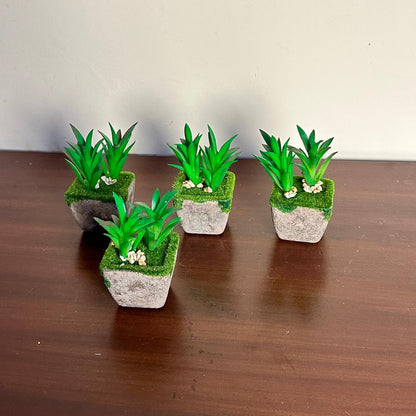 Evergreen Delight Plants Set Of 4