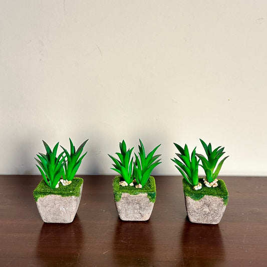 Evergreen Delight Plants Set Of 4