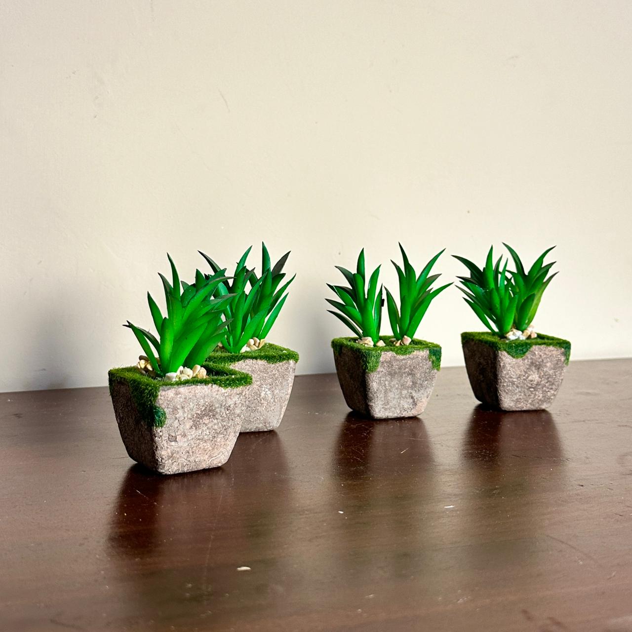 Evergreen Delight Plants Set Of 4